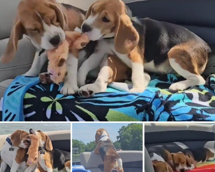 Beagle Boat Shenanigans: A Pup's Joyful Day on the Water