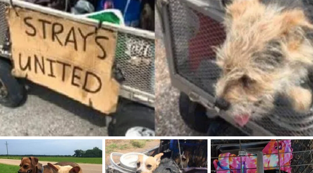 Homeless Man Saves 11 Dogs and Prepares for Cross-Country Journey with Them