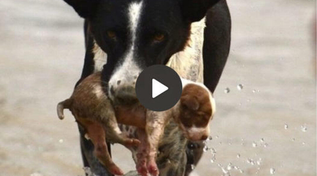 In an incredible act of heroism, this dog showed extraordinary bravery when he saved a helpless puppy swept away by strong currents, demonstrating unwavering compassion, the embodiment of true heroism.