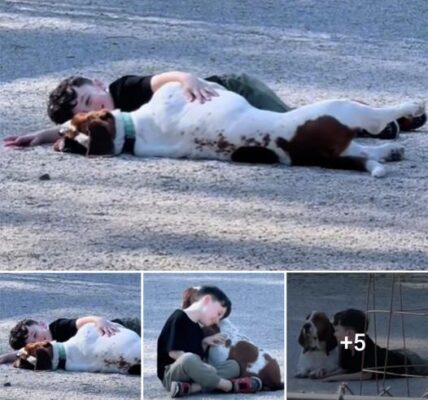 TN Little Boy Becomes Best Friend With A Random Basset Hound At The Dog Park