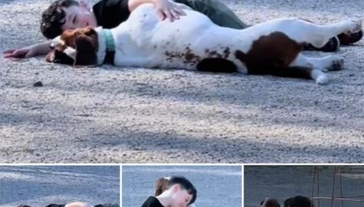 TN Little Boy Becomes Best Friend With A Random Basset Hound At The Dog Park