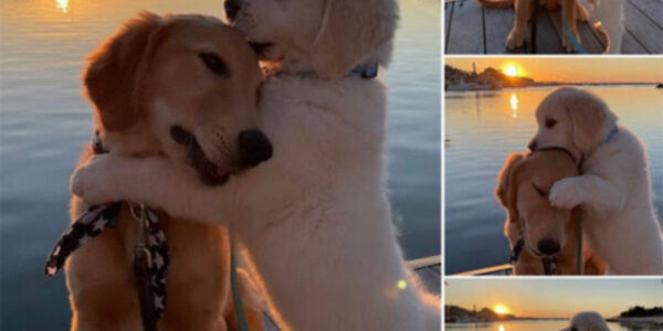 Millions of Hearts Melt Witnessing the Heartwarming Moment a Dog Finds Comfort After Being Scolded by Its Owner