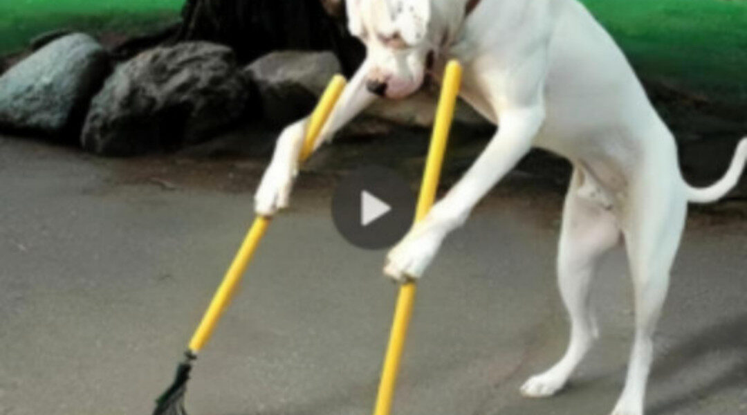 Ana the dog shows incredible dedication and kindness as she persistently tries to use everyday tools to help an old lady clean her yard.