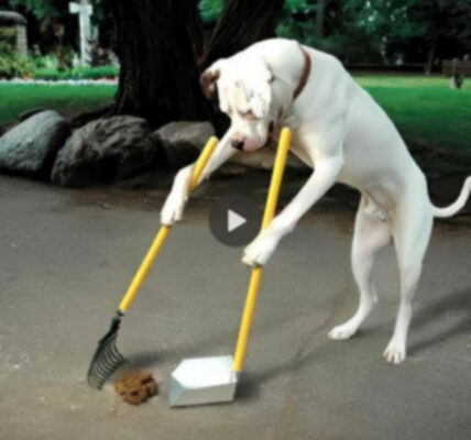 Ana the dog shows incredible dedication and kindness as she persistently tries to use everyday tools to help an old lady clean her yard.