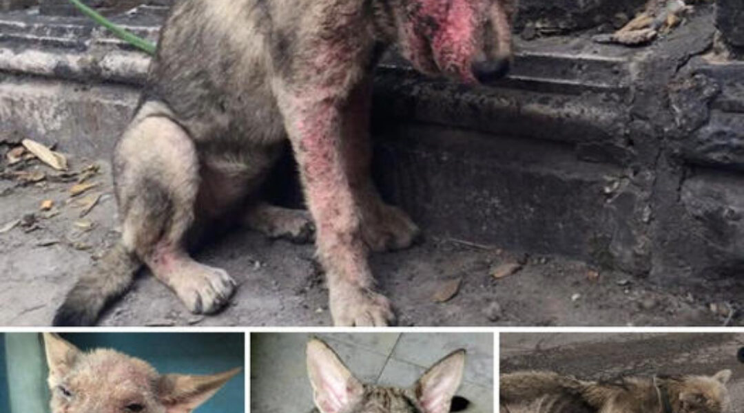 This emaciated, mange-ridden dog, abused, abandoned and left to starve on the lake shore by his owner, has been rescued and has undergone a surprising transformation in a short time.