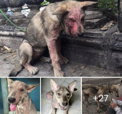 This emaciated, mange-ridden dog, abused, abandoned and left to starve on the lake shore by his owner, has been rescued and has undergone a surprising transformation in a short time.