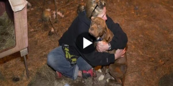 After rescuing a dog trapped in the deep forest, a kind-hearted girl gave it a warm hug until the owner arrived, reminding us of the power of kindness that transcends species boundaries.