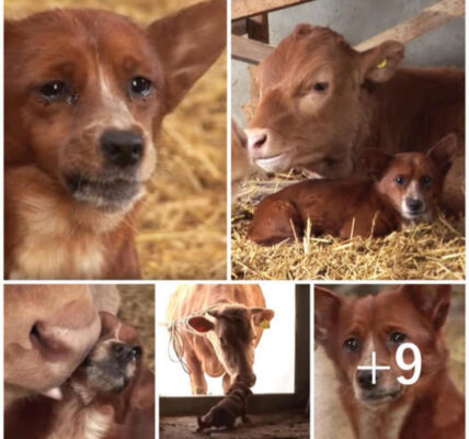 The puppy was heartbroken because he was separated from his mother and raised cows in a beautiful moment.