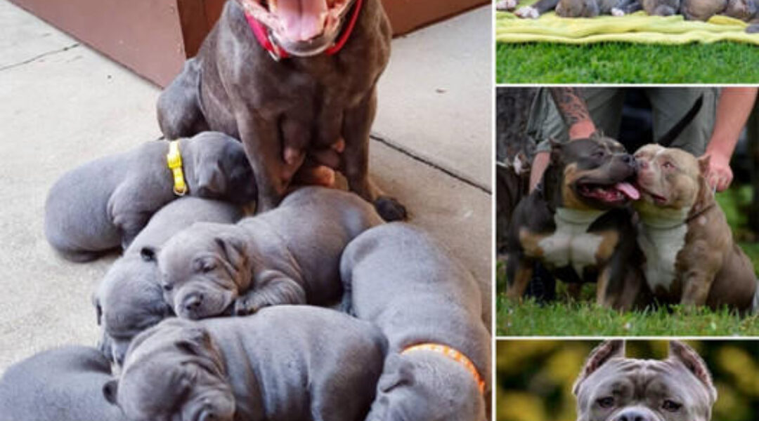 The Proud Pitbull Mother Joyfully Welcomes Six Adorable Puppies, Spreading Love Everywhere