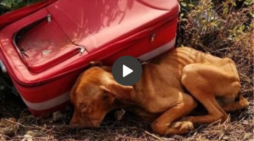 In a moving story of compassion and relief, a kind-hearted garbage collector discovers an abandoned dog at a landfill, setting off a transformational journey that gives the dog a new chance. new opportunities in life and restore faith in human kindness.