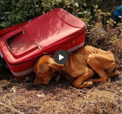 In a moving story of compassion and relief, a kind-hearted garbage collector discovers an abandoned dog at a landfill, setting off a transformational journey that gives the dog a new chance. new opportunities in life and restore faith in human kindness.