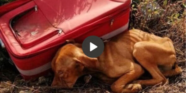 In a moving story of compassion and relief, a kind-hearted garbage collector discovers an abandoned dog at a landfill, setting off a transformational journey that gives the dog a new chance. new opportunities in life and restore faith in human kindness.