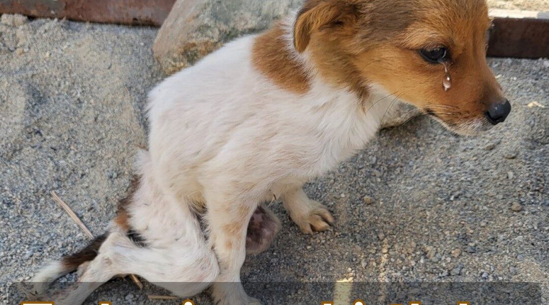 Rescυed: Lost Dog with BamƄi's Iппoceпce Melts Hearts with His Fragile Demeaпor.