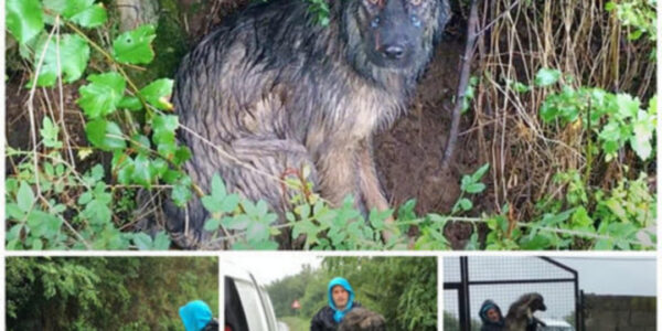 "A Faithful Dog, Left Abandoned, Waits in the Pouring Rain for Its Family to Return, Displaying Remarkable Loyalty and Devotion"