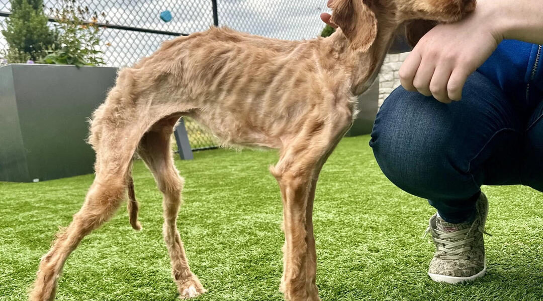 Rescued: Emaciated Dog Found After ѕᴜffeгіnɡ neɡɩeсt and Starvation