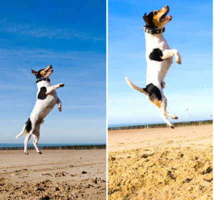 The Playful Beagle with a Passion for Jumping High on the Sand