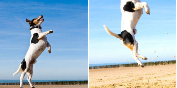 The Playful Beagle with a Passion for Jumping High on the Sand