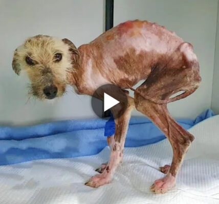 Emaciated Dog Survives Six Months of Starvation and Painful Sores, Desperately Seeking Care