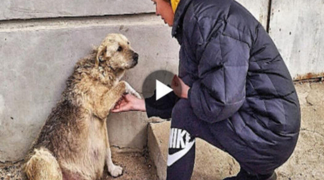 Loki’s Odyssey: A Pregnant Stray Dog Treks 5km in Search of Rescue, Inspiring a Heartwarming Moment of Compassion and Showcasing the Remarkable Resilience and Determination of Animals in Need.