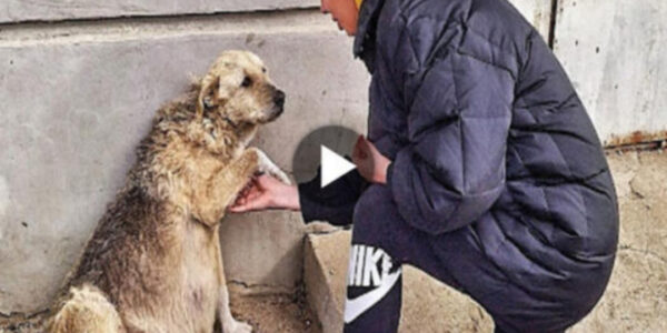 Loki’s Odyssey: A Pregnant Stray Dog Treks 5km in Search of Rescue, Inspiring a Heartwarming Moment of Compassion and Showcasing the Remarkable Resilience and Determination of Animals in Need.