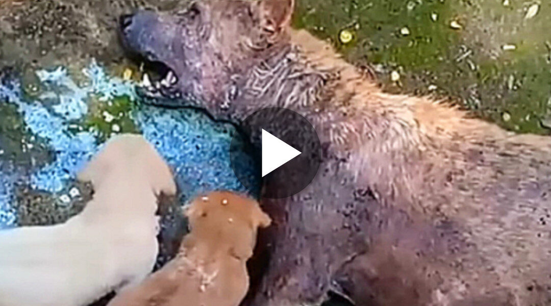 A stray mother dog, weak and unable to stand, lay there crying out in desperation, seeking help to protect her vulnerable puppies.