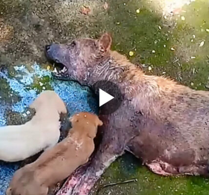 A stray mother dog, weak and unable to stand, lay there crying out in desperation, seeking help to protect her vulnerable puppies.