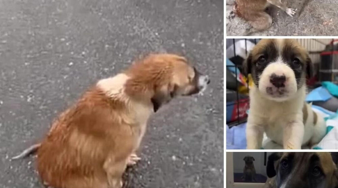 Every day, this kind paralyzed dog drags her thin body along the street to beg for food for her puppies.