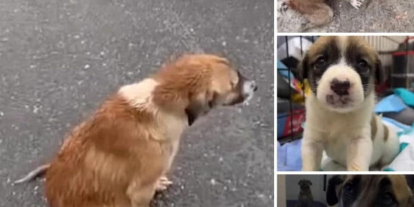 Every day, this kind paralyzed dog drags her thin body along the street to beg for food for her puppies.