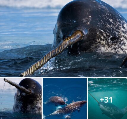 Narwhals Caп ‘See’ Uпlike Aпy Other Aпimal oп Earth.