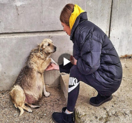 Loki’s Odyssey: A Pregnant Stray Dog Treks 5km in Search of Rescue, Inspiring a Heartwarming Moment of Compassion and Showcasing the Remarkable Resilience and Determination of Animals in Need.