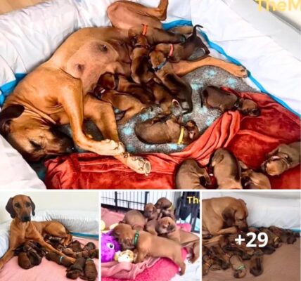 Heroic mother dog gives birth to 15 puppies during snowstorm.