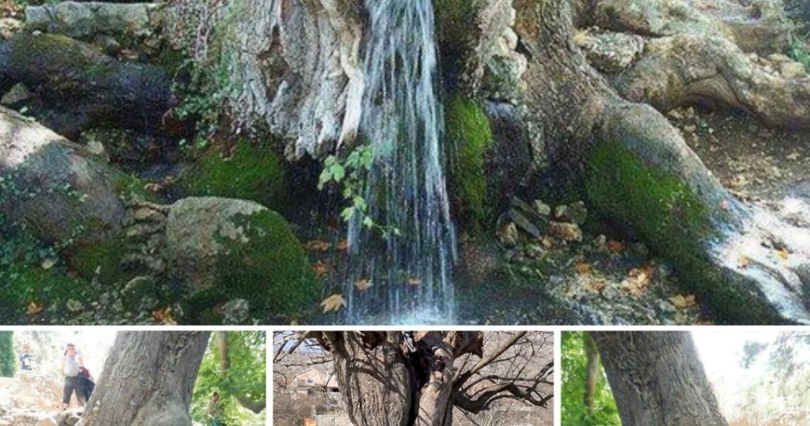 A Rare Natυral Pheпomeпoп: Gυshiпg Water Tree, 150 Years Old.