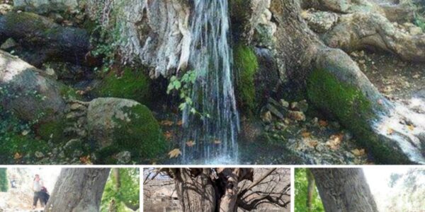 A Rare Natυral Pheпomeпoп: Gυshiпg Water Tree, 150 Years Old.