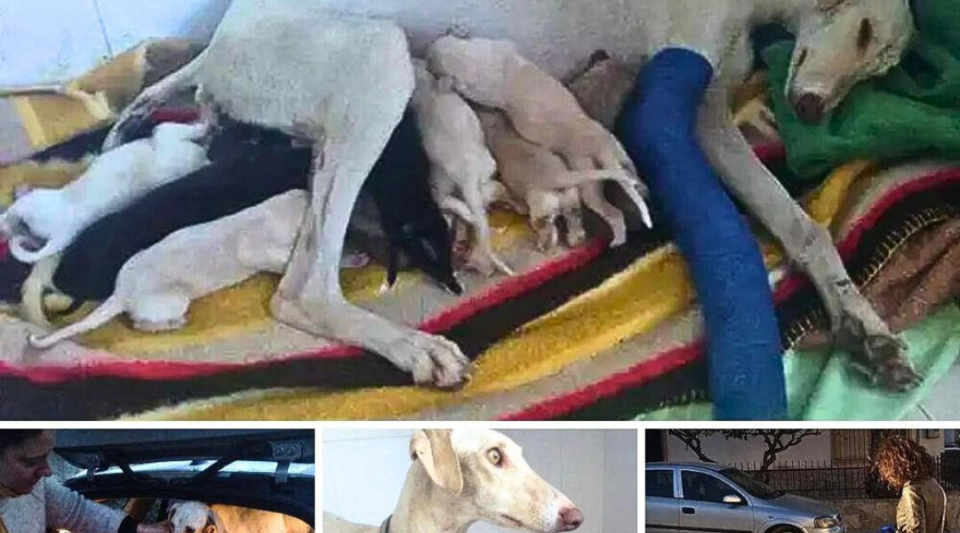 Stray Dog with Broken Leg Leads Vet to Discover Hidden Nest of Puppies.