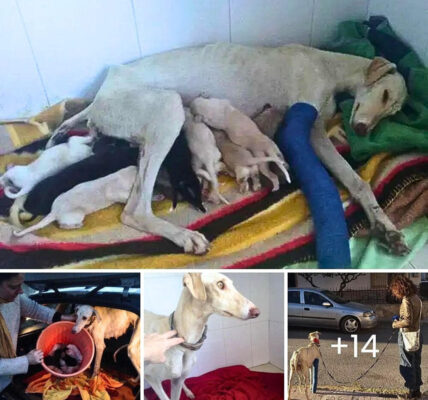 Stray Dog with Broken Leg Leads Vet to Discover Hidden Nest of Puppies.