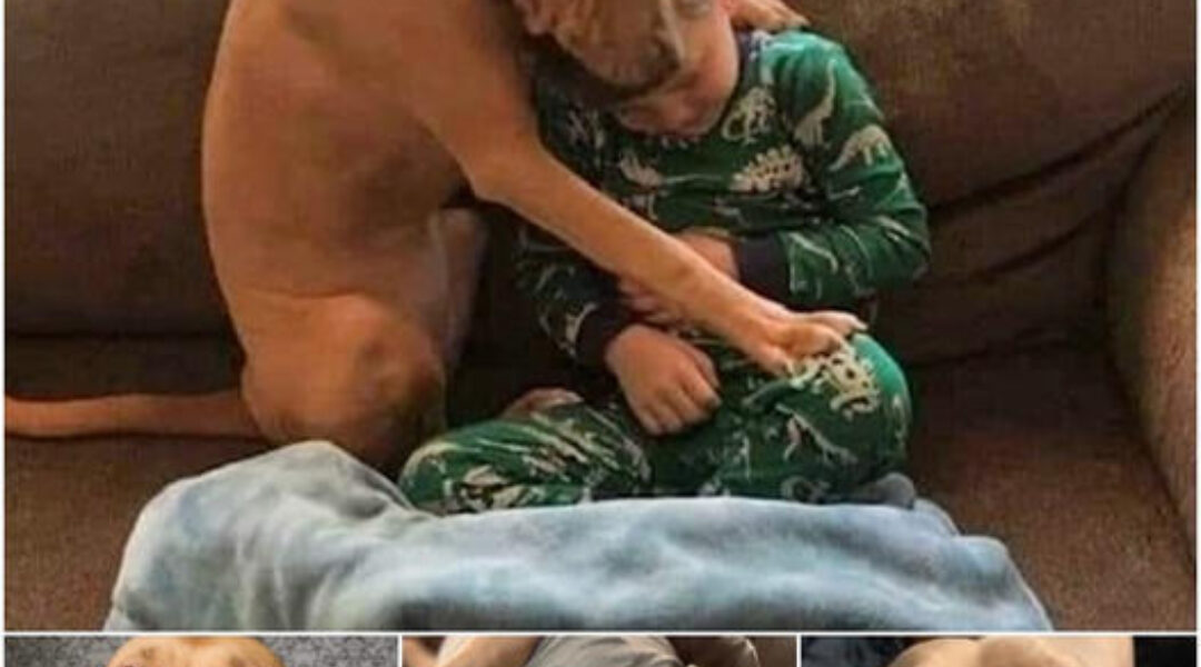 Upon arriving home, Paco, the newly adopted shelter dog, immediately embraced the boy with such familiarity that it astonished both the family and the online community, highlighting his swift adjustment