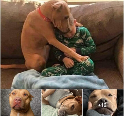 Upon arriving home, Paco, the newly adopted shelter dog, immediately embraced the boy with such familiarity that it astonished both the family and the online community, highlighting his swift adjustment