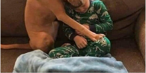 Upon arriving home, Paco, the newly adopted shelter dog, immediately embraced the boy with such familiarity that it astonished both the family and the online community, highlighting his swift adjustment