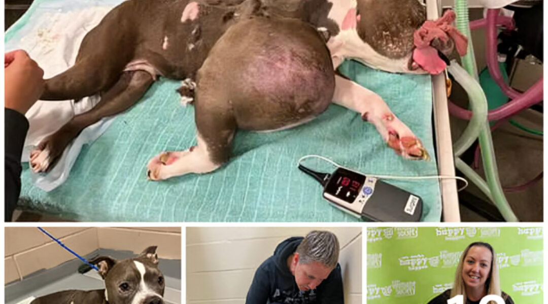 A rescued pit bull, previously suffering from a large tumor, has now been given a new lease on life.
