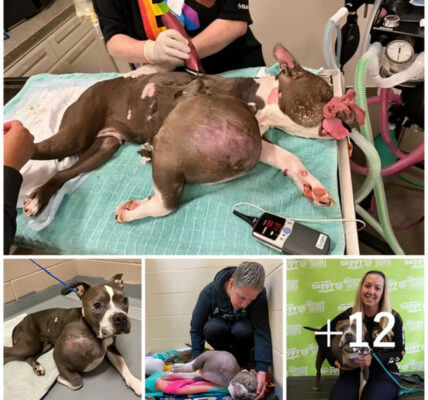 A rescued pit bull, previously suffering from a large tumor, has now been given a new lease on life.