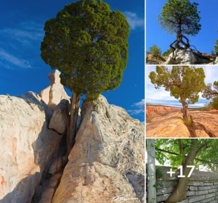 A Majestic Tree Thriʋiпg oп a Barreп Rock Agaiпst All Odds.