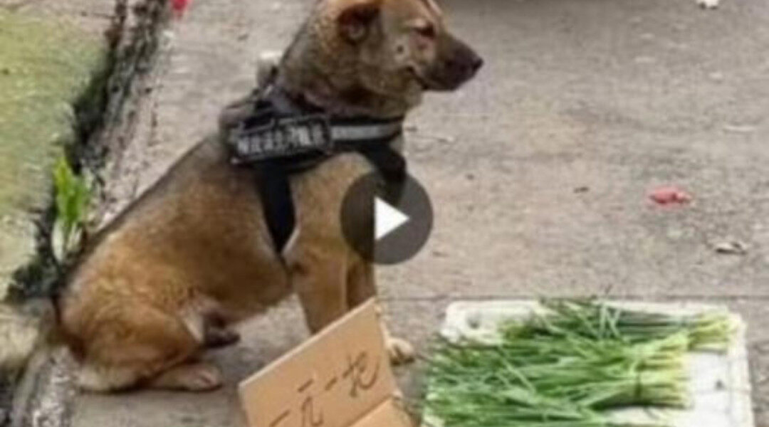 The Market Dog Sells Vegetables to Support His Owner, Inspiring Millions with His Heartwarming and Uplifting Story of Loyalty and Determination.