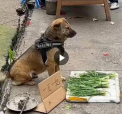 The Market Dog Sells Vegetables to Support His Owner, Inspiring Millions with His Heartwarming and Uplifting Story of Loyalty and Determination.