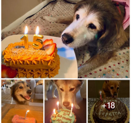 Tears of joy flowed as we celebrated our dog's first birthday with cake after 15 years of waiting. Let's all send our best wishes to that beloved old dog.