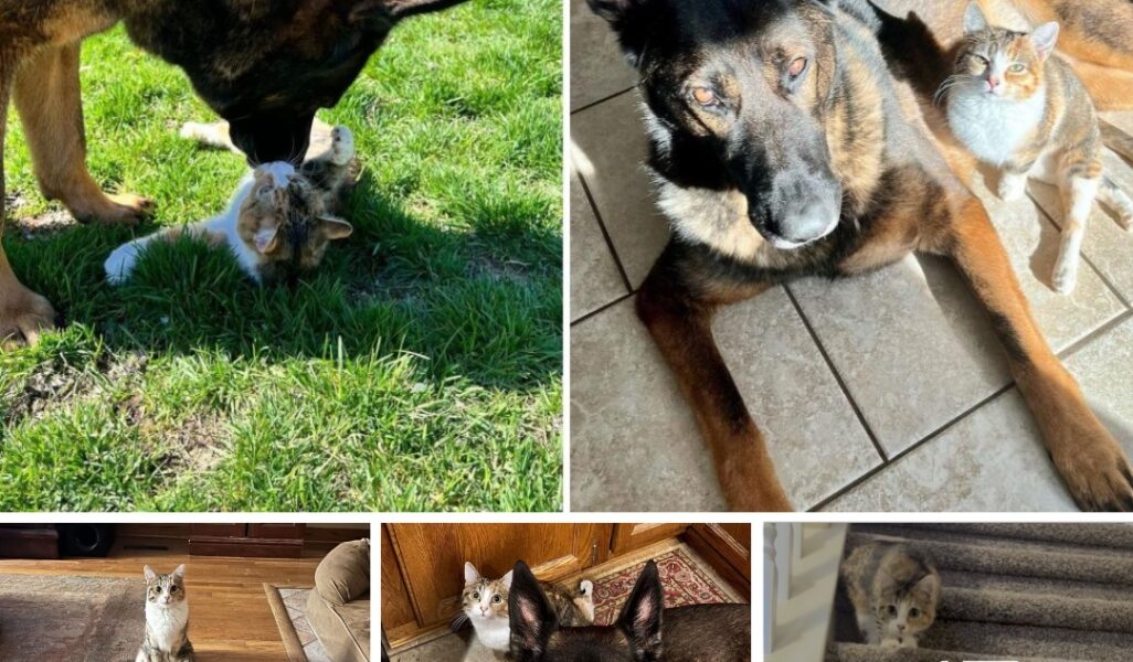 The Relationship This Disabled Kitty Shares With Her 85-Pound Canine Brother Melts Hearts