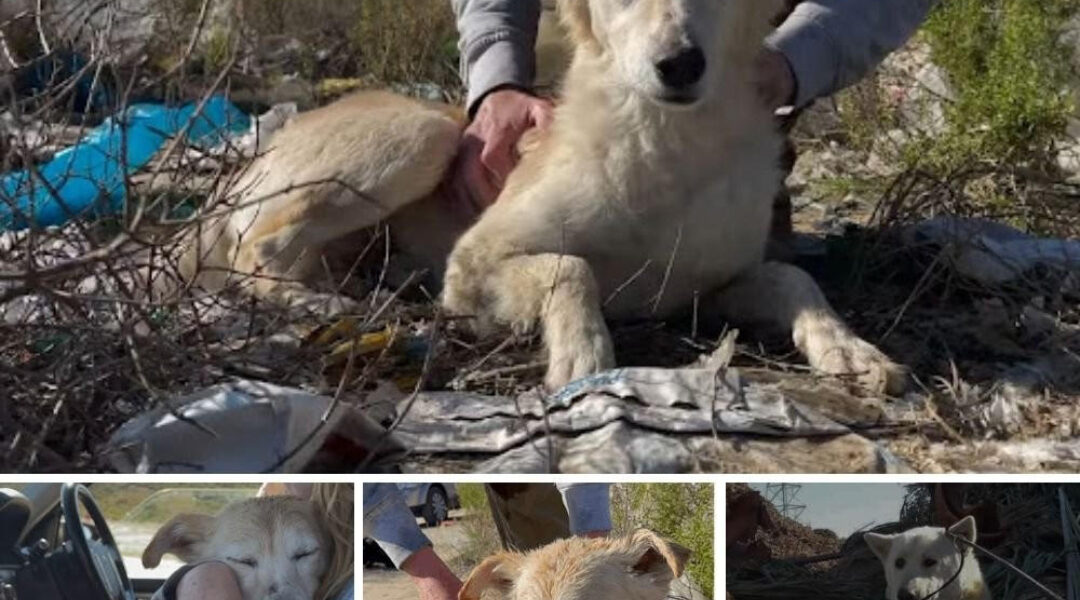 The poor blind dog was found in the middle of a landfill with his body full of wounds and broken bones of his wife.