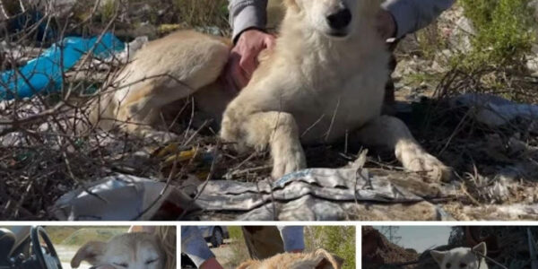 The poor blind dog was found in the middle of a landfill with his body full of wounds and broken bones of his wife.