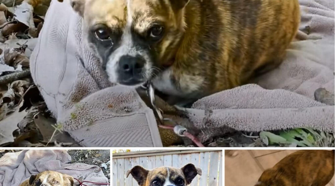 From Neglect and Despair to Love and Redemption: A Journey from Abandonment to a Cherished Home.