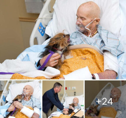A touching reunion: A terminally ill veteran is reunited with his loyal dog in his final moments of life.