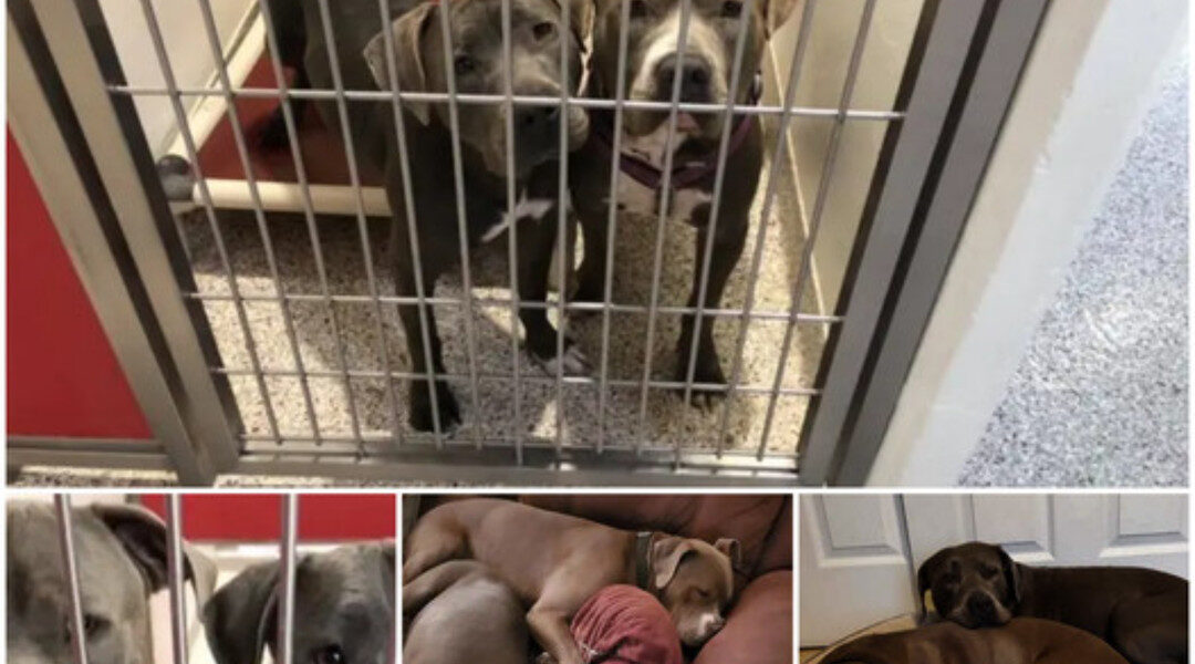 Two Overlooked and Unwanted Pit Bulls Find Comfort in Each Other’s Company at the Shelter, Forming an Unbreakable Bond That Ultimately Leads Them to a Loving Forever Home Where They Can Stay Together.